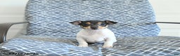 Toy Fox Terrier dogs for sale: Barry - Ad 5