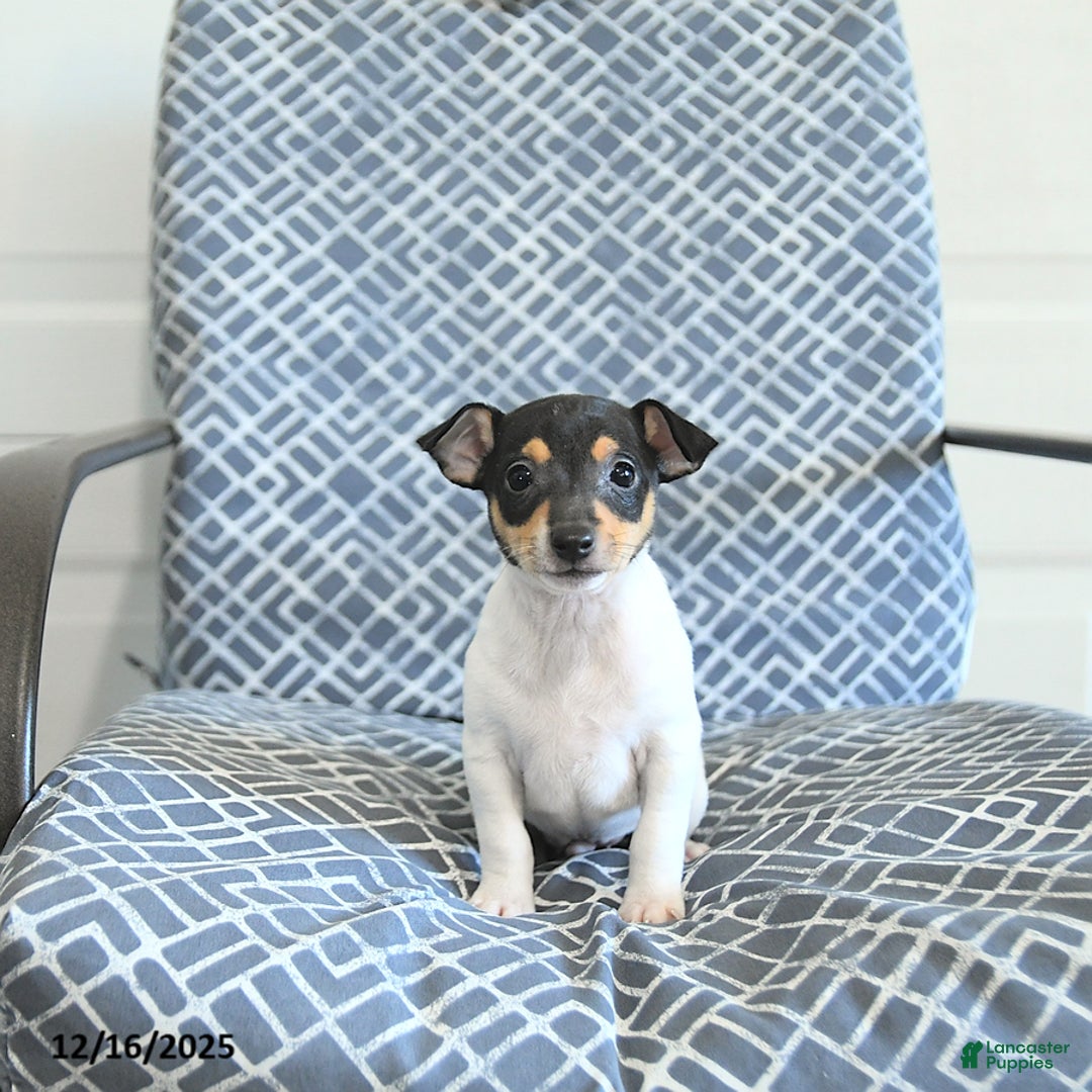 Toy Fox Terrier dogs for sale: Barry - Ad 5