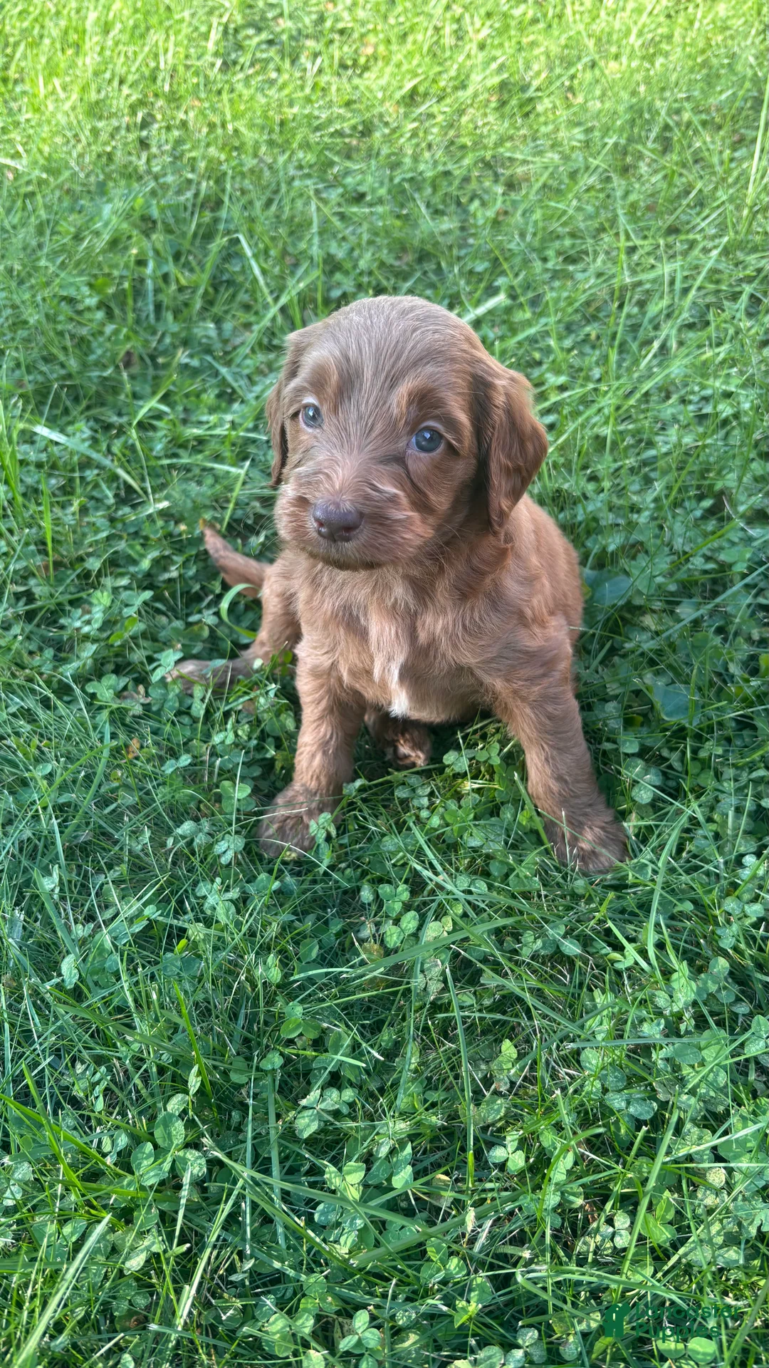 Mini Goldendoodle dogs for sale: Red - Ad 1