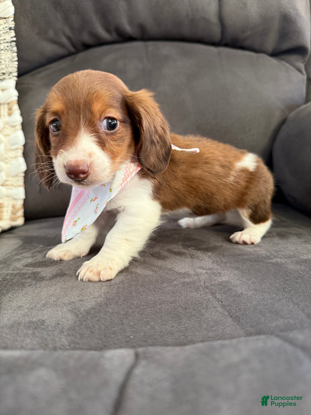 Miniature Dachshund dogs for sale: Lady - Ad 6