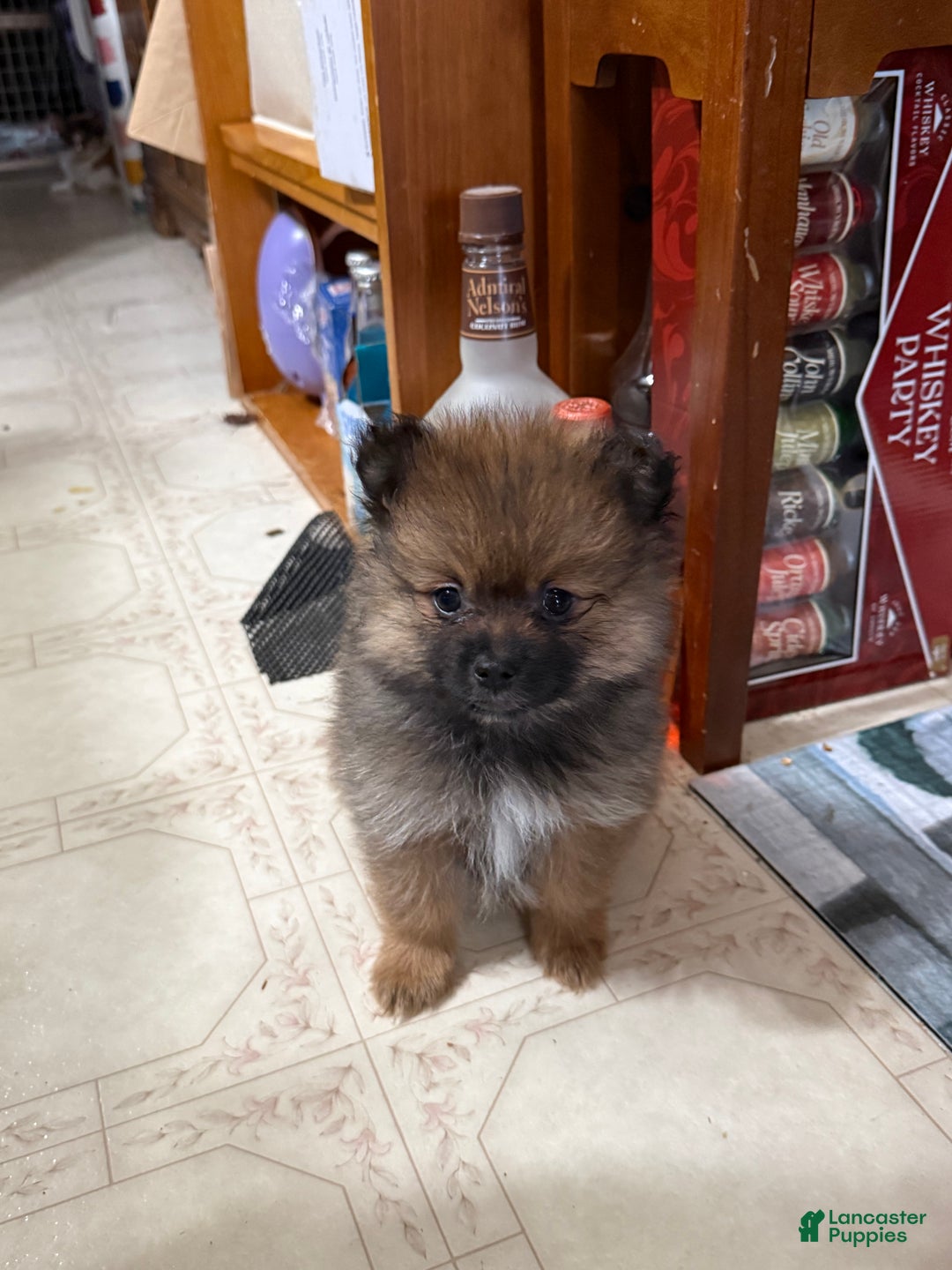 Pomeranian dogs for sale: Rowdy - Ad 5