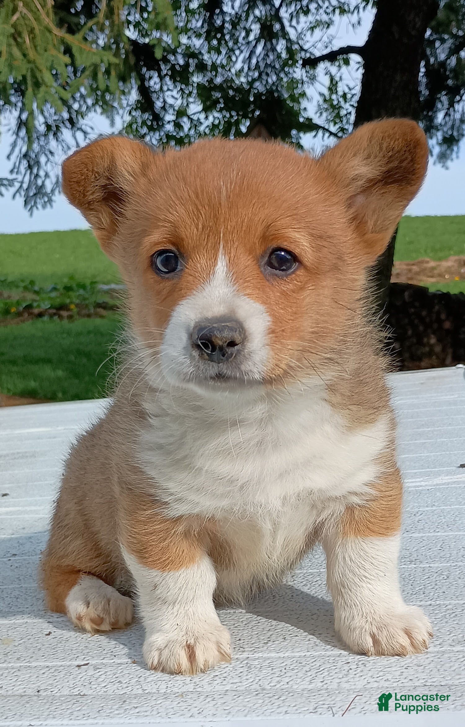 Welsh Corgi Pembroke dogs Welsh Corgi Pembroke Puppy 1 - Ad 1