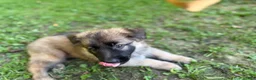 German Shepherd dogs for sale: Toes - Ad 2