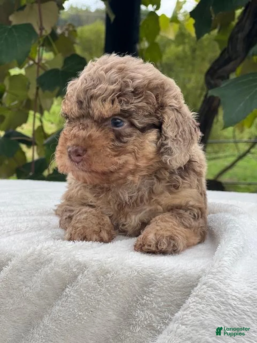 Aussiedoodle dogs for sale: Ginger Miniature Aussiedoodle  - Ad 1