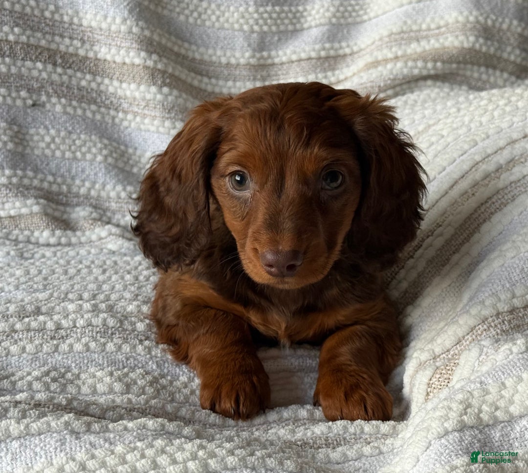 Miniature Dachshund dogs for sale: Snowflake  - Ad 3