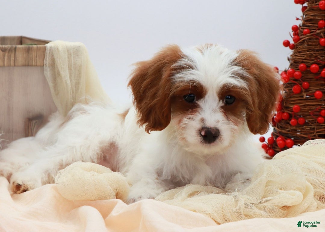 Cavapoo dogs for sale: Finn - Ad 6