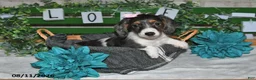 Miniature Dachshund dogs for sale: Jasmine - Ad 5