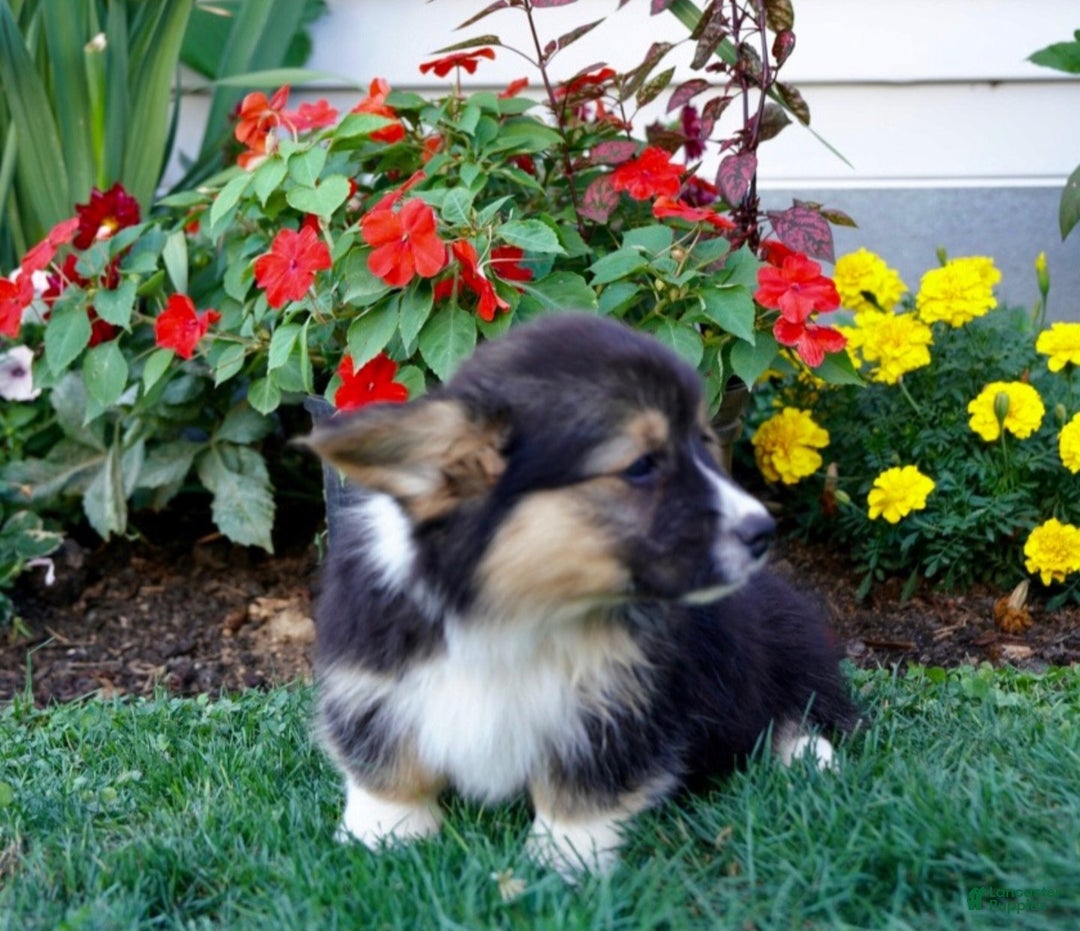 Welsh Corgi Pembroke dogs for sale: Randy 🌟 ADOPTION SPECIAL - Ad 6