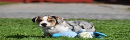 Beabull dogs for sale: Corwin - Ad 3