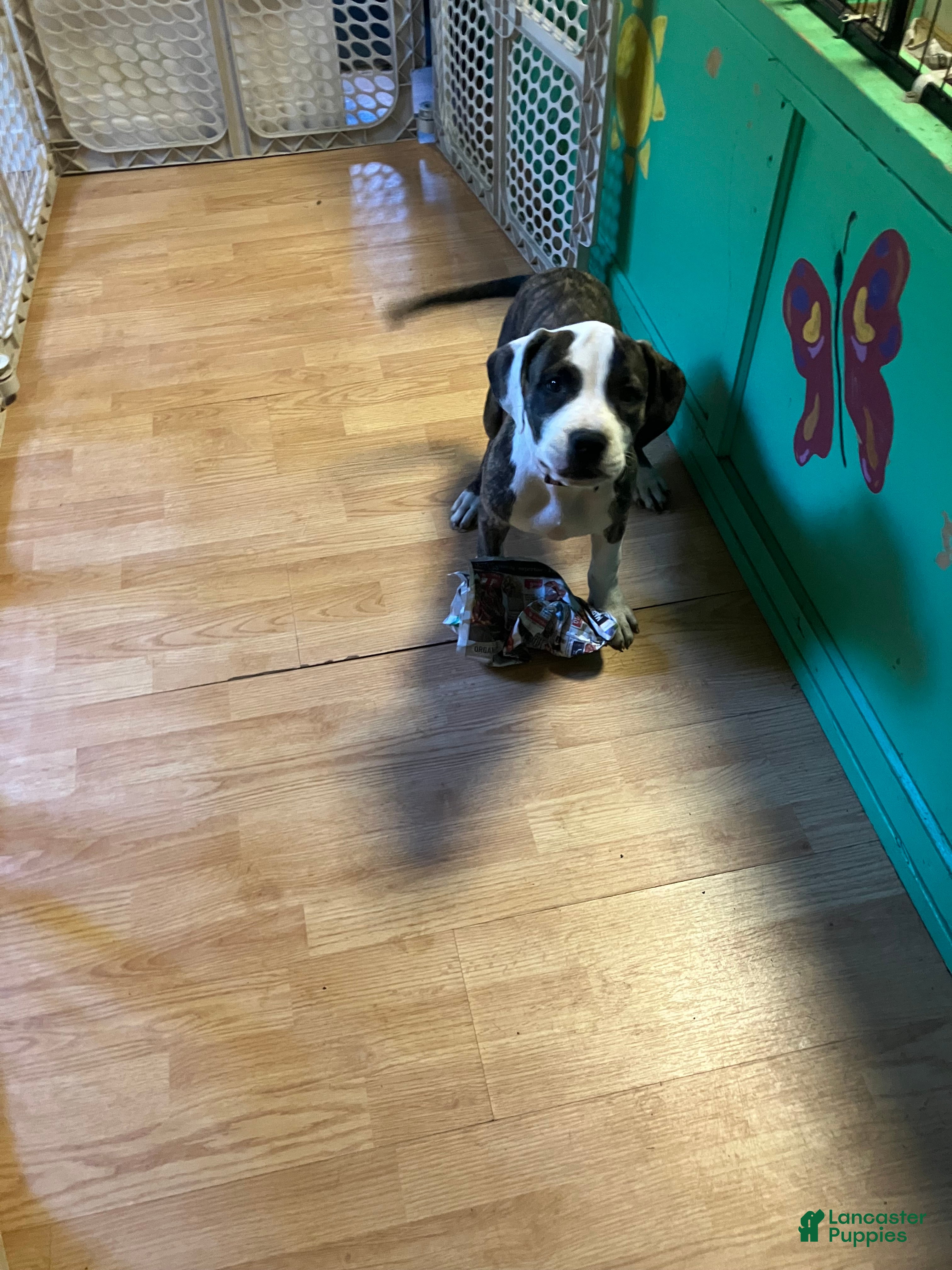 Mixed Breed dogs Nelly - Ad 4