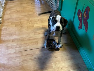 Mixed Breed dogs Nelly - Ad 27