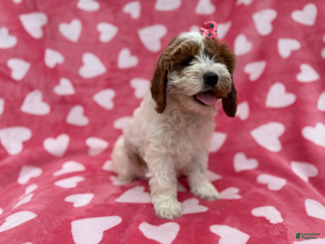 Cockapoo dogs for sale: Gumdrop  - Ad 6