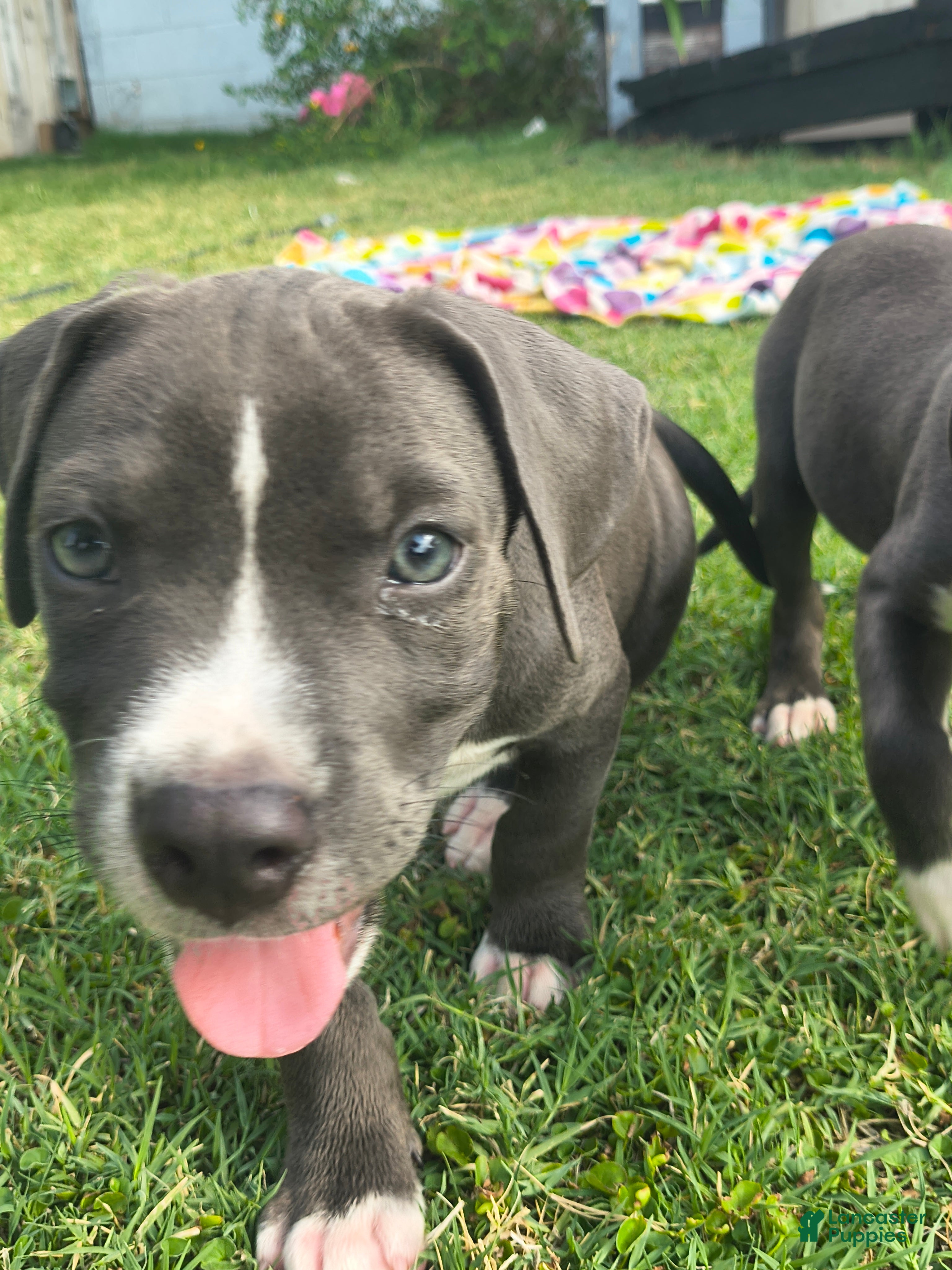 American Pit Bull Terrier dogs Pudge - Ad 3