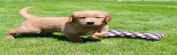 Golden Retriever dogs for sale: Rover - Ad 5