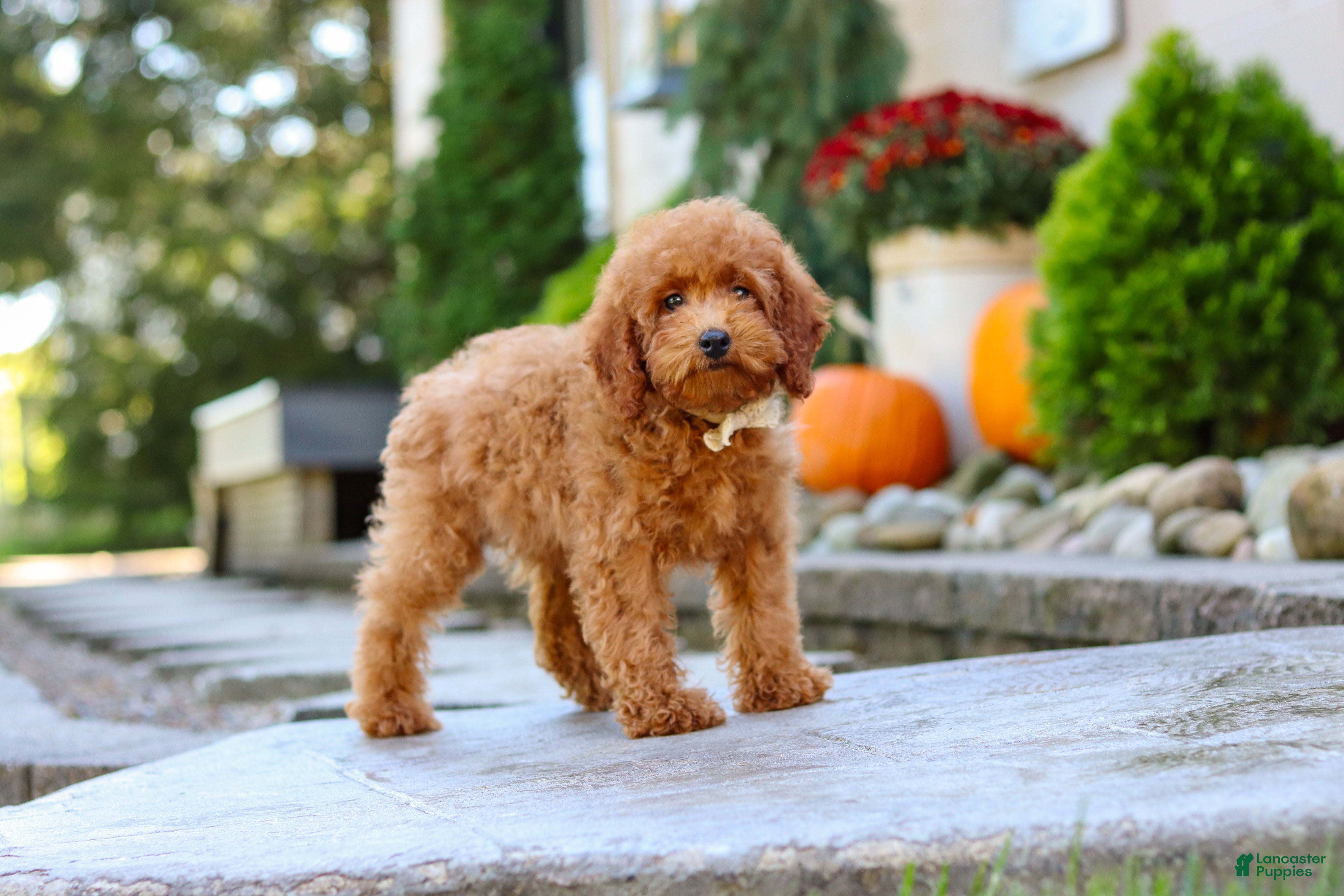 Miniature Poodle dogs Greyson - Ad 2