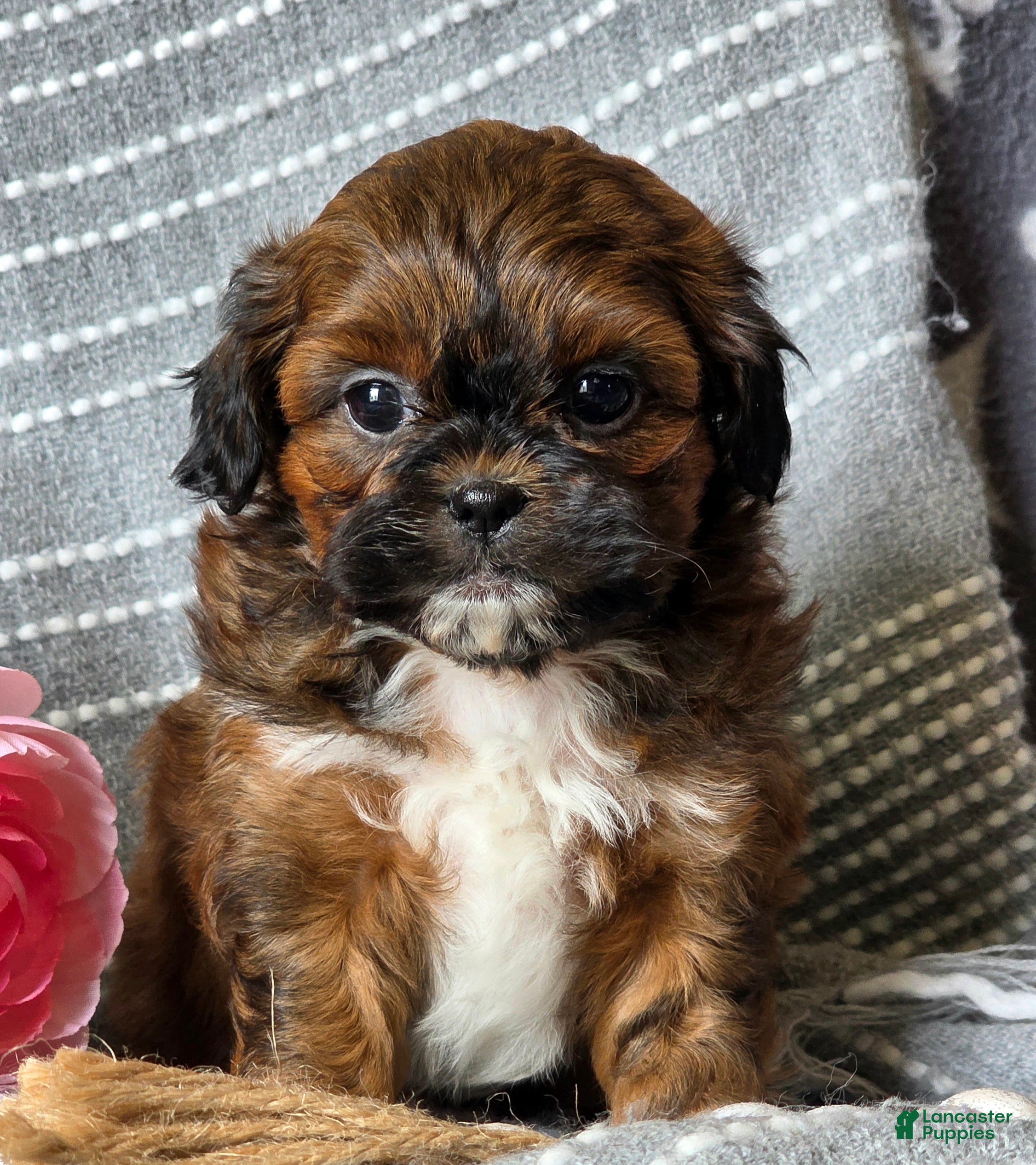 Shihpoo dogs Barbie - Ad 2
