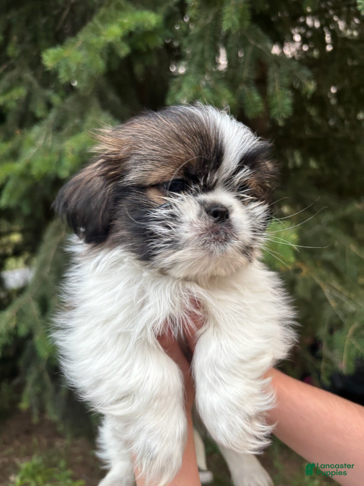 Shih Tzu dogs Joey - Ad 2