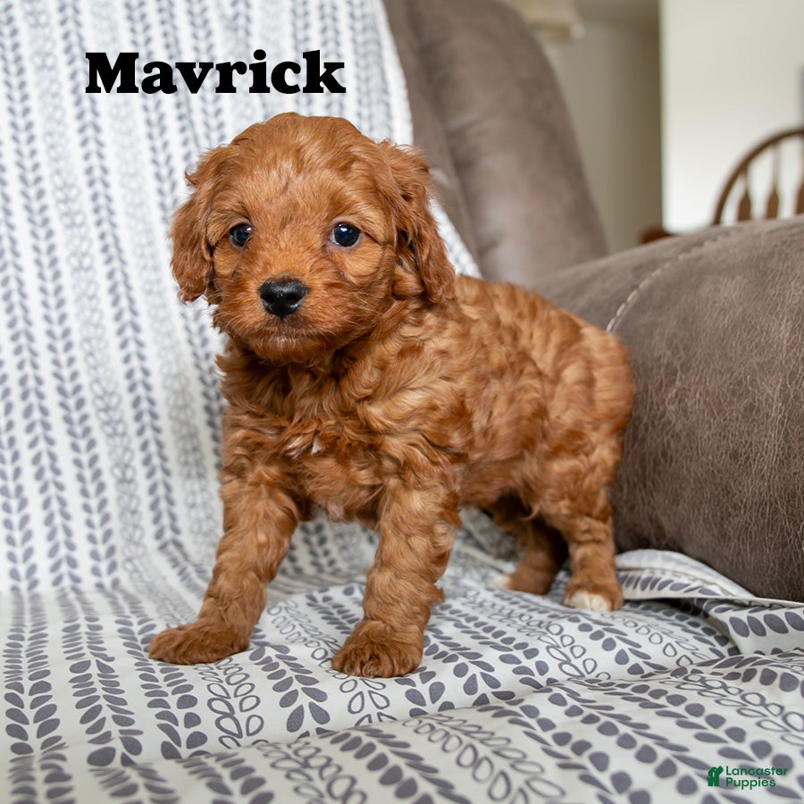 Cockapoo dogs Mavrick - Ad 2