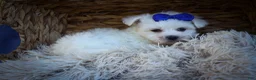 Maltese dogs for sale: Marley🐾 - Ad 10