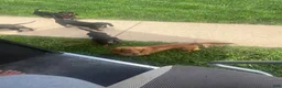 Miniature Dachshund dogs for sale: Winter - Ad 9