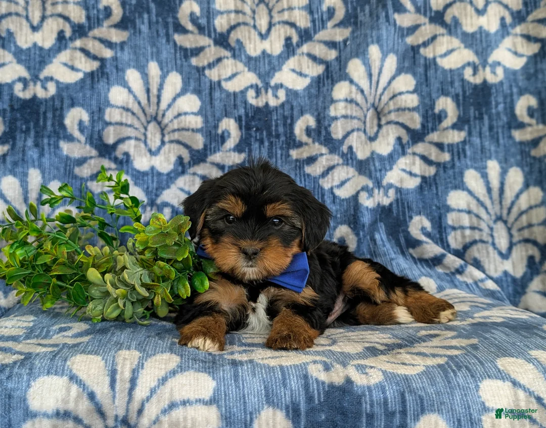 Shorkie dogs for sale: Lowell 7 lbs Full Grown - Ad 5