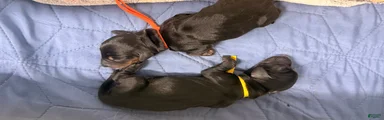 Miniature Dachshund 6