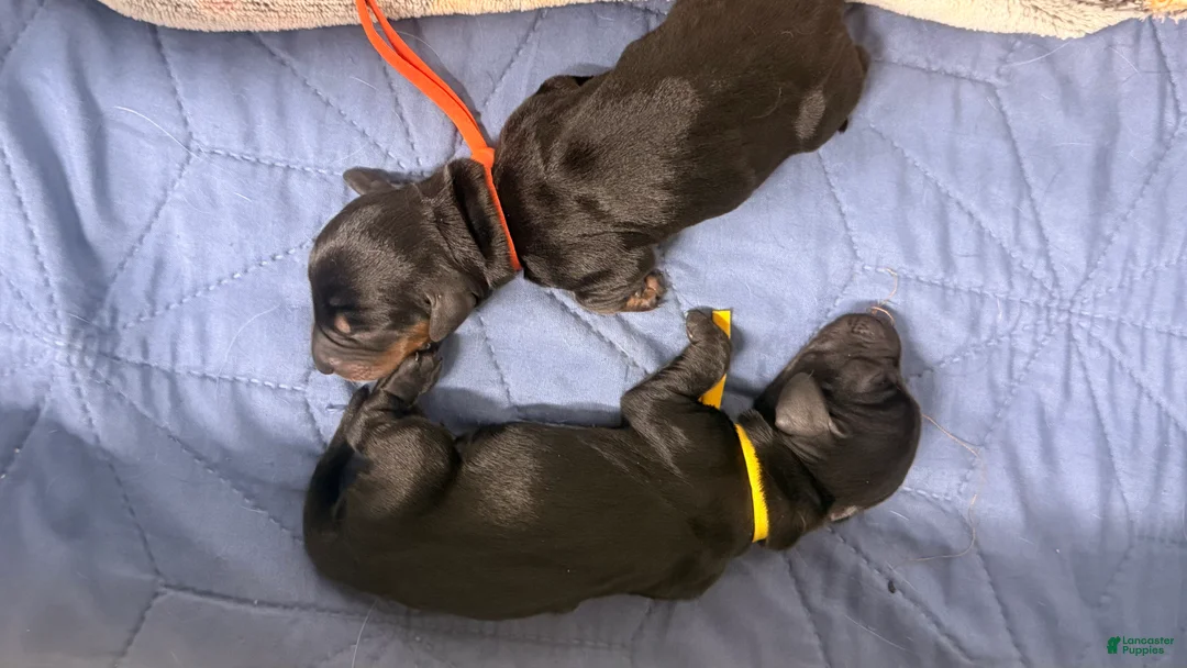 Miniature Dachshund dogs for sale: Miniature Dachshund 6 - Ad 1