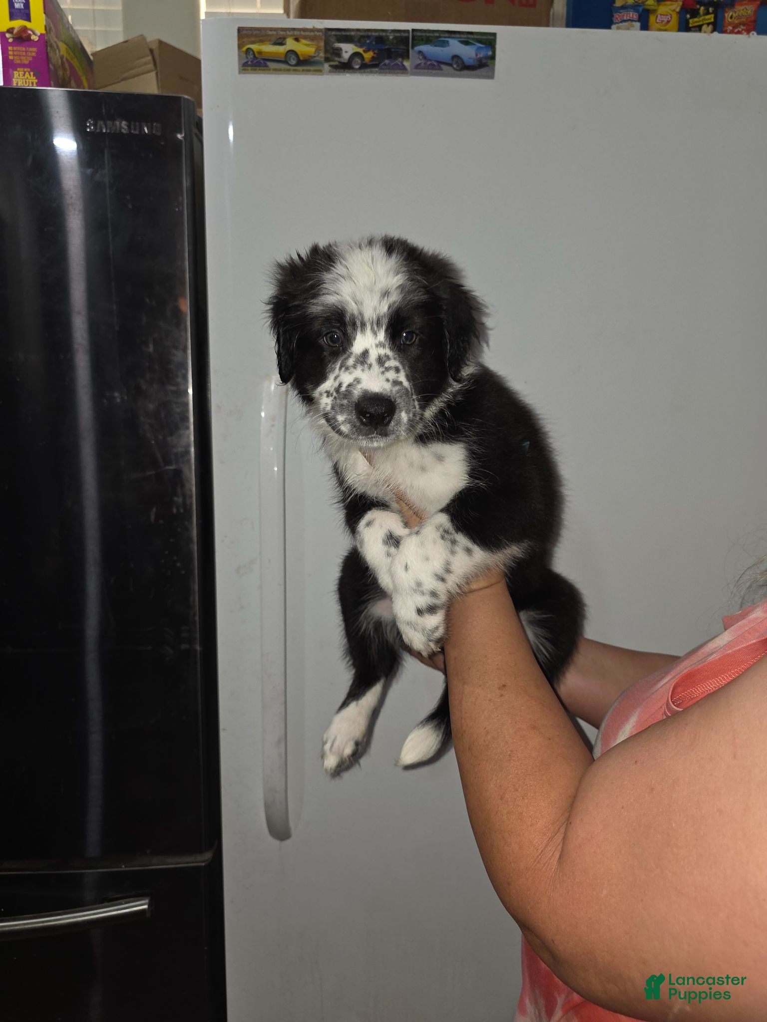 Mixed Breed dogs Spots - Ad 2