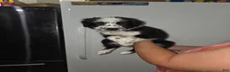 Mixed Breed dogs for sale: Spots - Ad 2
