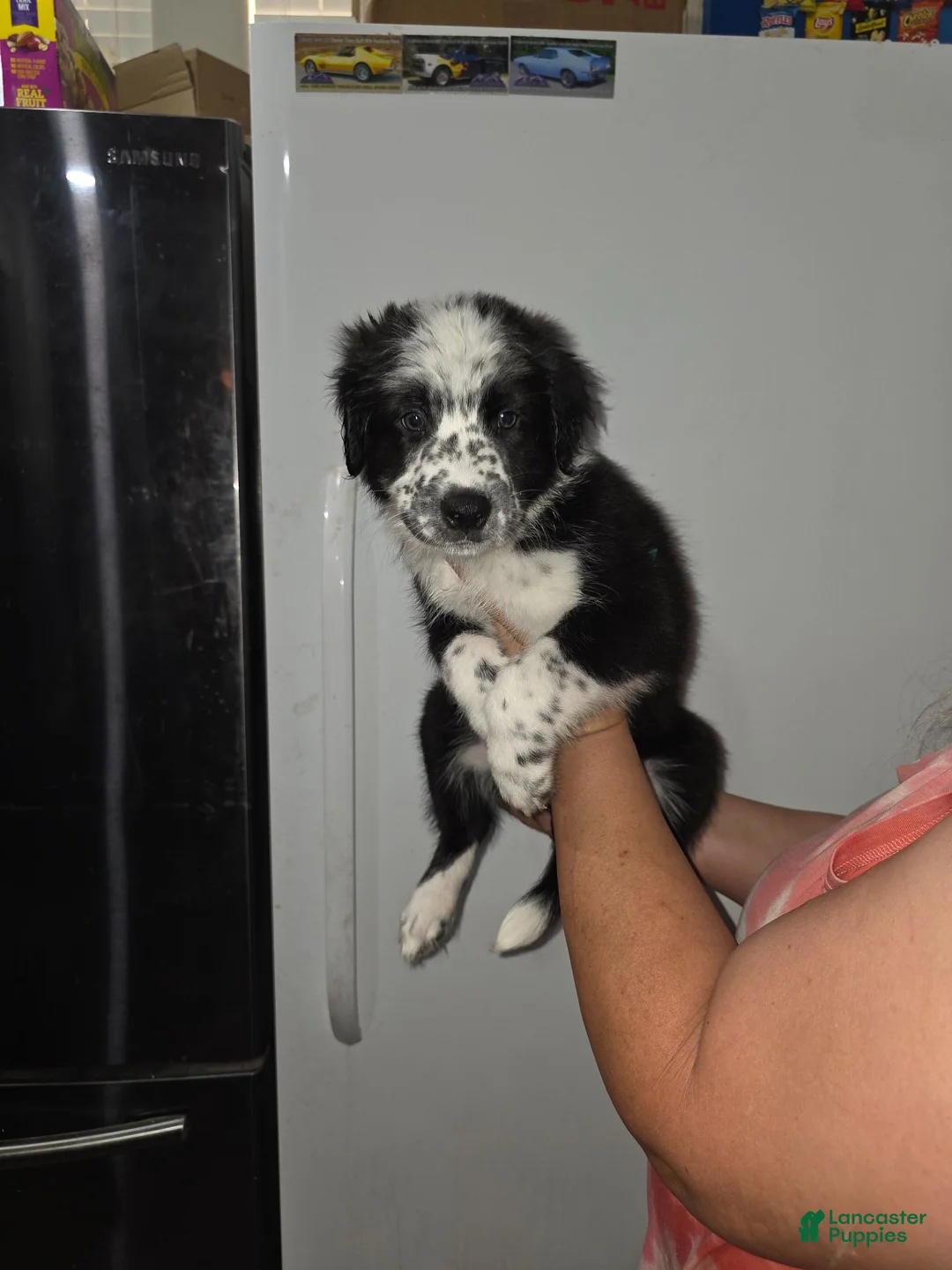 Mixed Breed dogs for sale: Spots - Ad 2