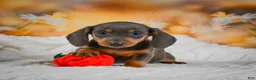 Miniature Dachshund dogs for sale: Dory - Ad 12