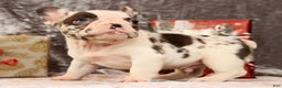 French Bulldog dogs for sale: Jenkins - Ad 9