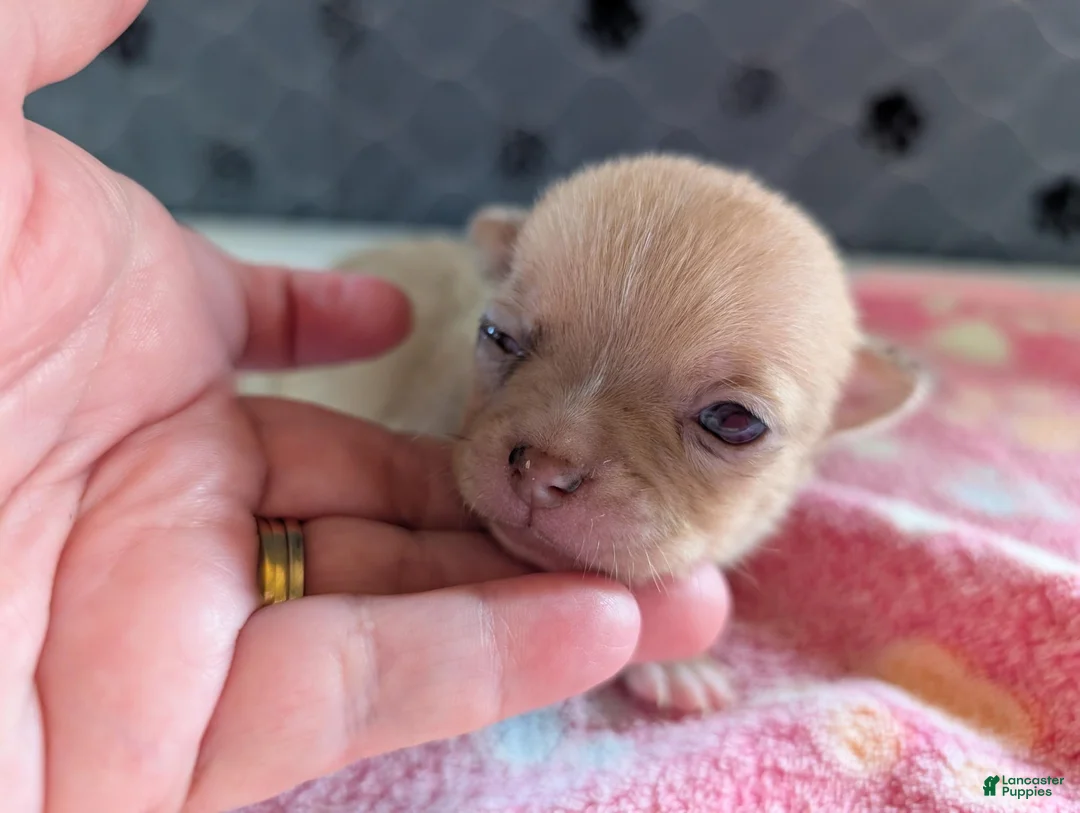 Chihuahua dogs for sale: Faith - Ad 1