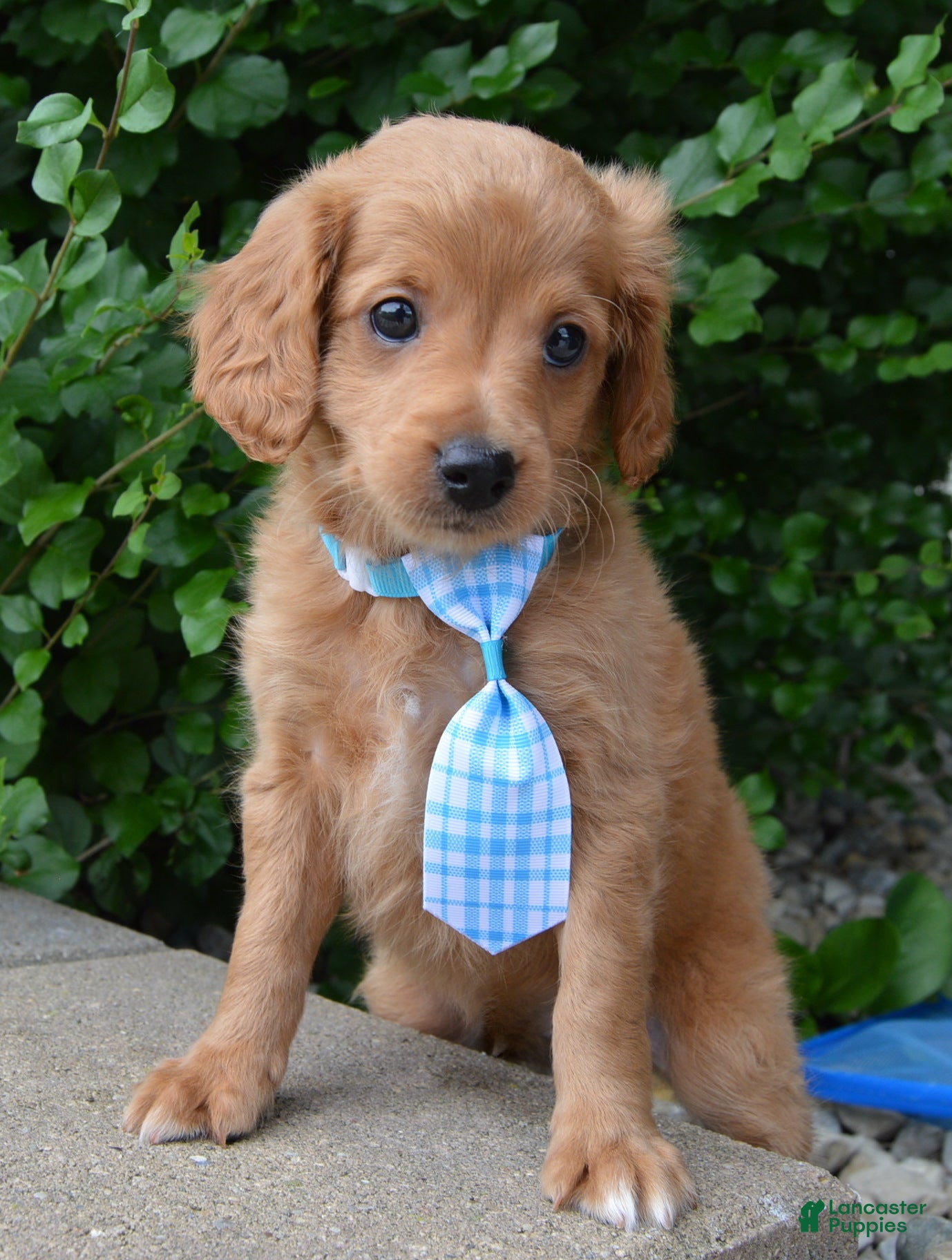 Mini Goldendoodle dogs Mini Gordon - Ad 2