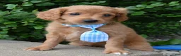 Mini Goldendoodle dogs for sale: Mini Gordon - Ad 2