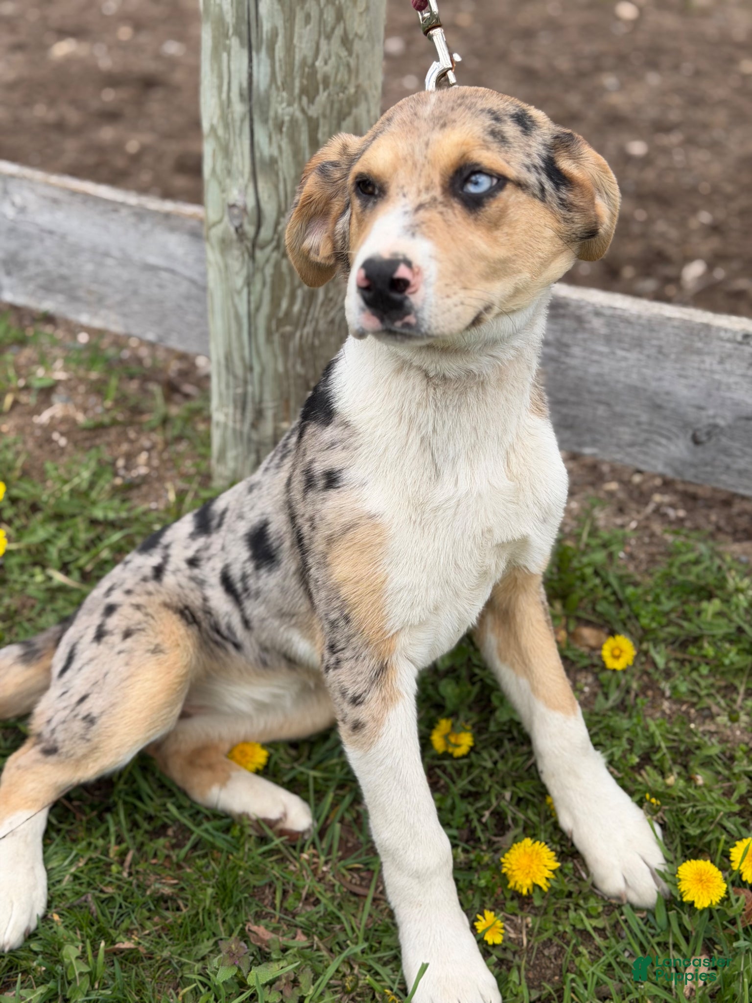 Mixed Breed dogs for sale: Mixed Breed Puppy 1 - Ad 1
