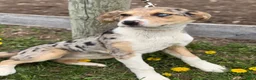 Mixed Breed dogs for sale: Mixed Breed Puppy 1 - Ad 1