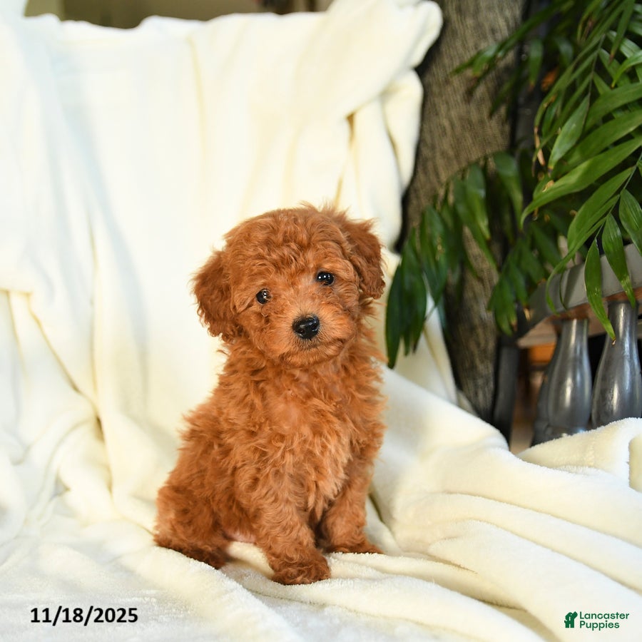 Toy Poodle dogs Tufts - Ad 28