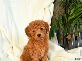 Toy Poodle dogs Tufts - Ad 30
