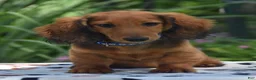 Dachshund dogs for sale: Patey - Ad 1