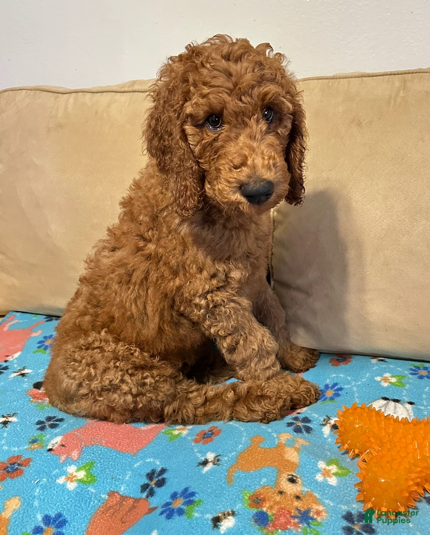 Standard Poodle dogs Black - Ad 25