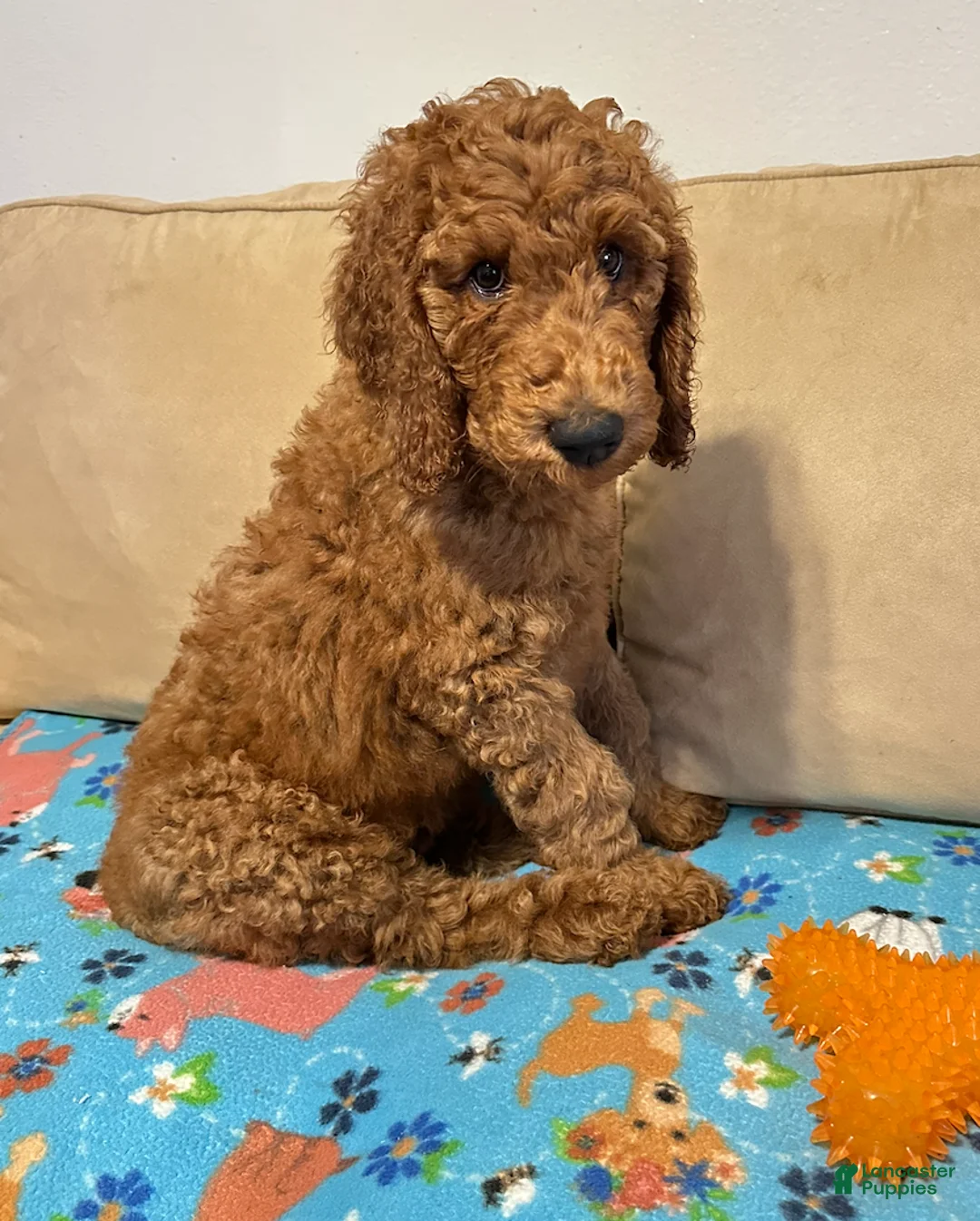 Standard Poodle dogs for sale: Black - Ad 1