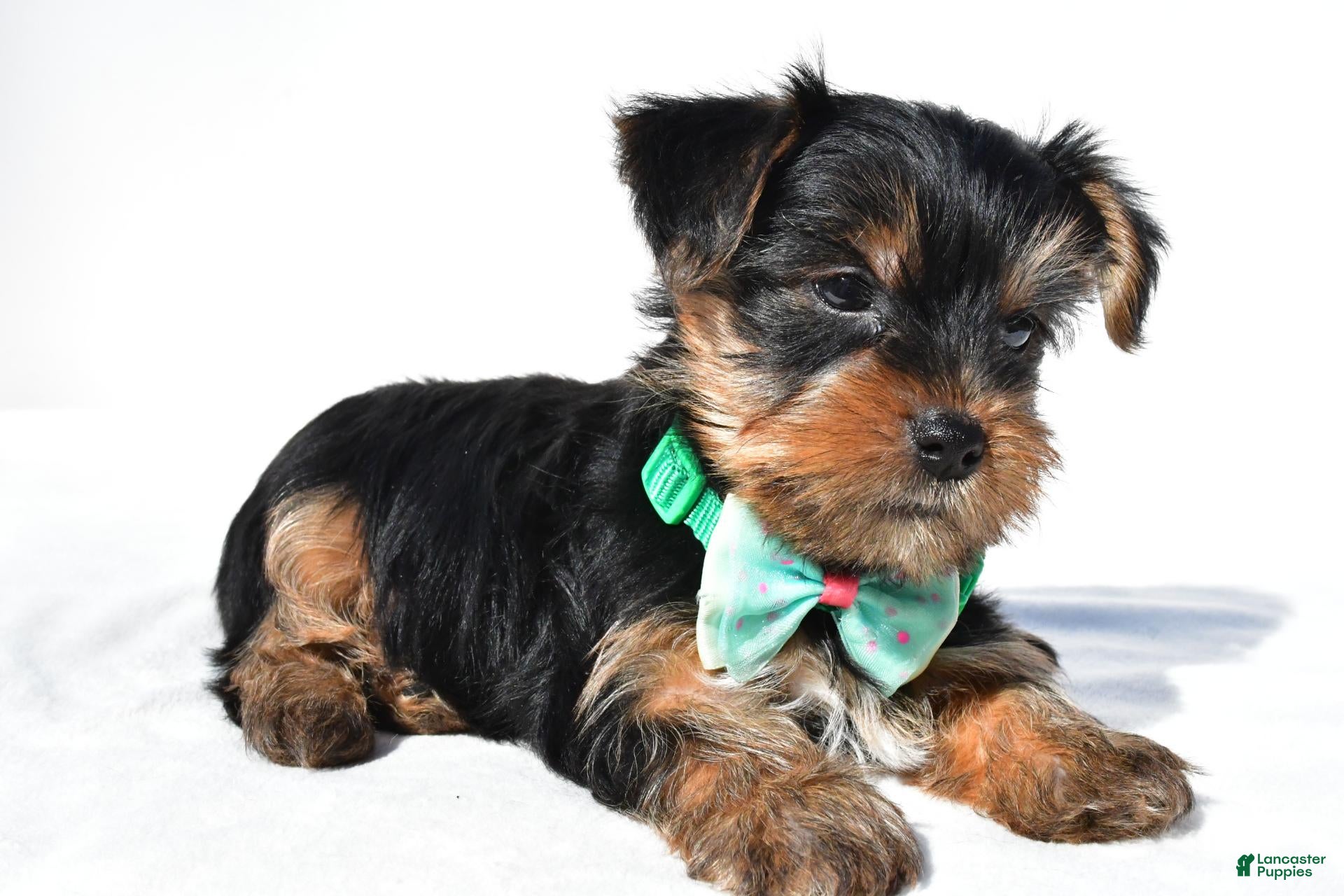 Yorkshire Terrier dogs for sale: Josh - Ad 2