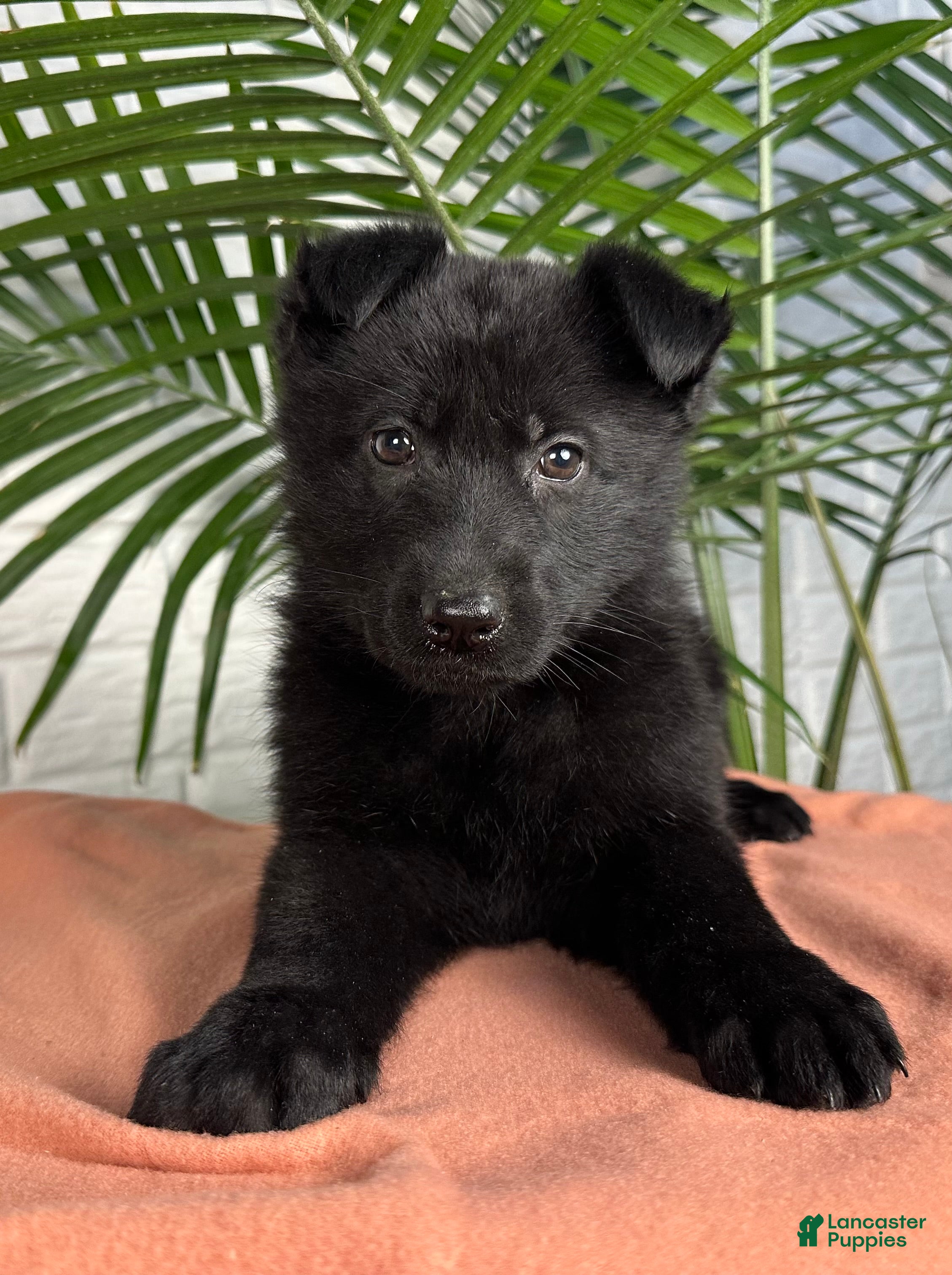 German Shepherd dogs Shadow - Ad 1