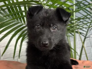 German Shepherd dogs for sale: Shadow - Ad 1