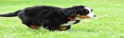 Bernese Mountain Dog dogs for sale: Ranger - Ad 11