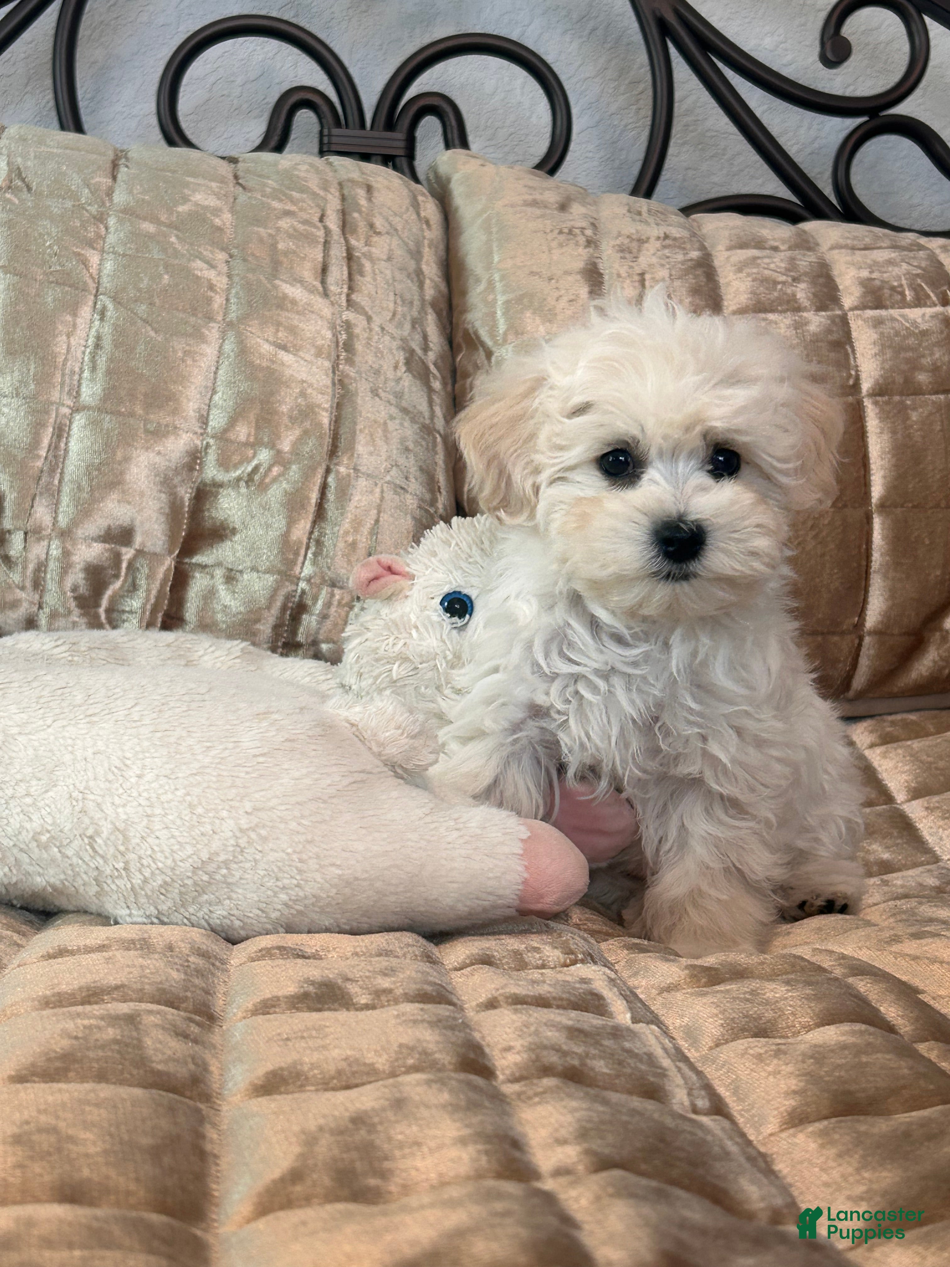 Maltipoo dogs Maltipoo Puppy 2 - Ad 10