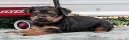 Yorkshire Terrier dogs for sale: Johnny - Ad 3