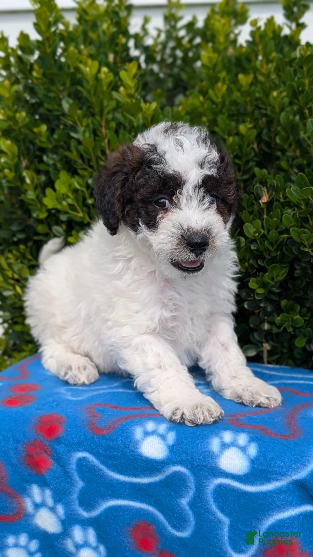 Mixed Breed dogs for sale: Dexter - Ad 2