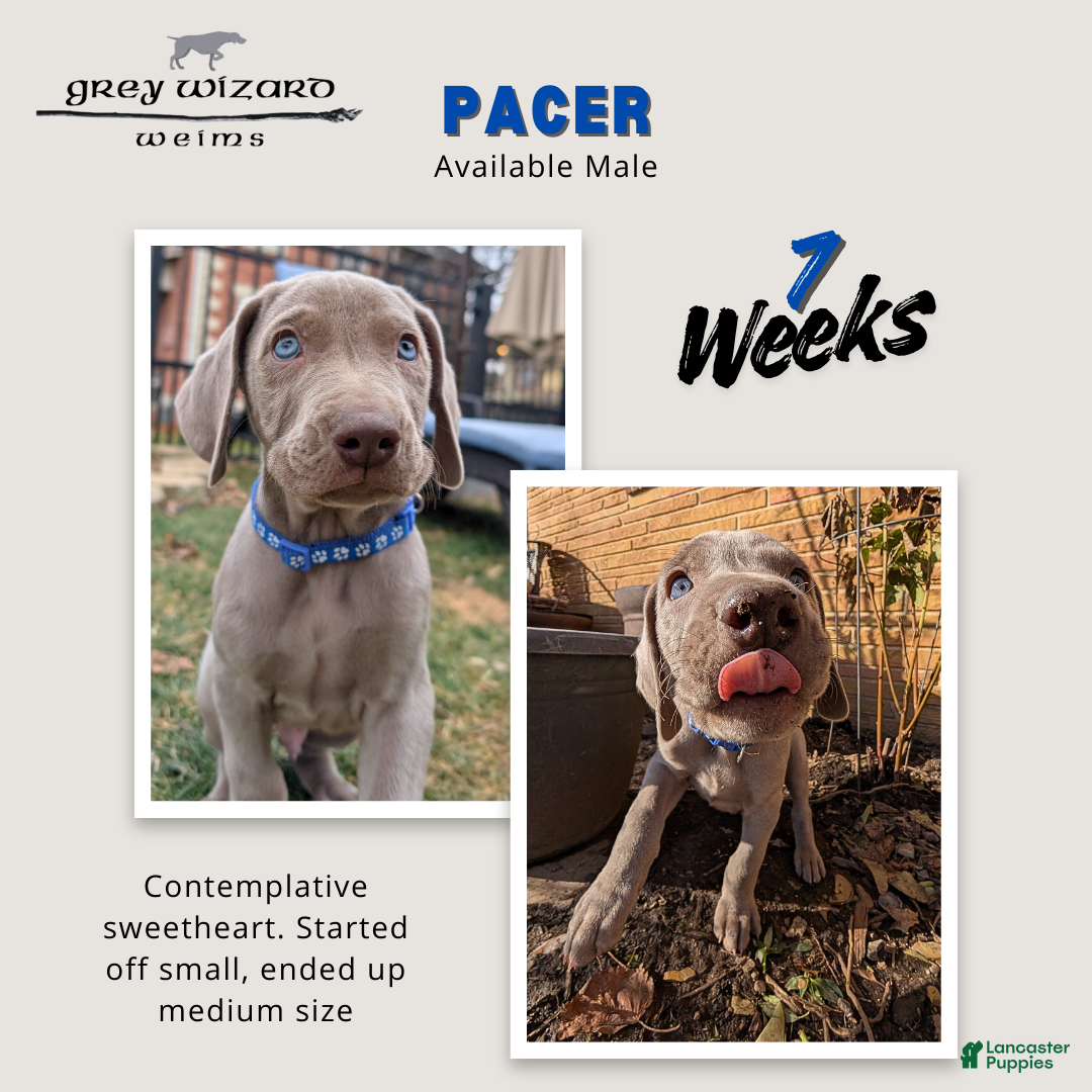 Weimaraner dogs Pacer - Ad 9